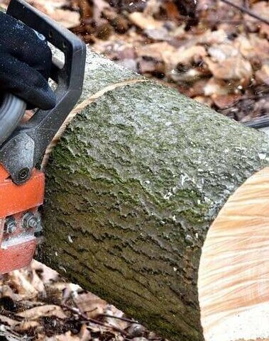 stump removal gainesville texas tx