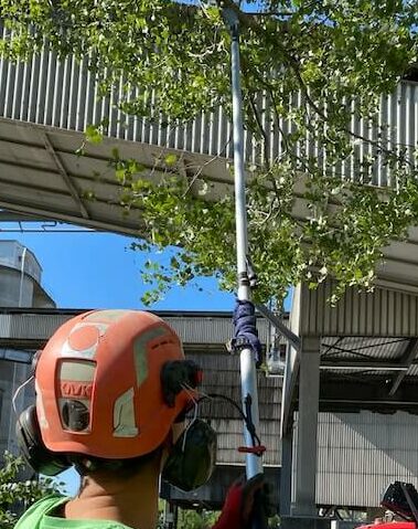 tree removal gainesville tx texas